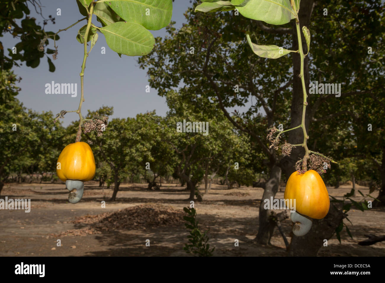 Cashew Apple with Cashew Nut Hanging from Tree, near Sokone, Senegal Stock Photo