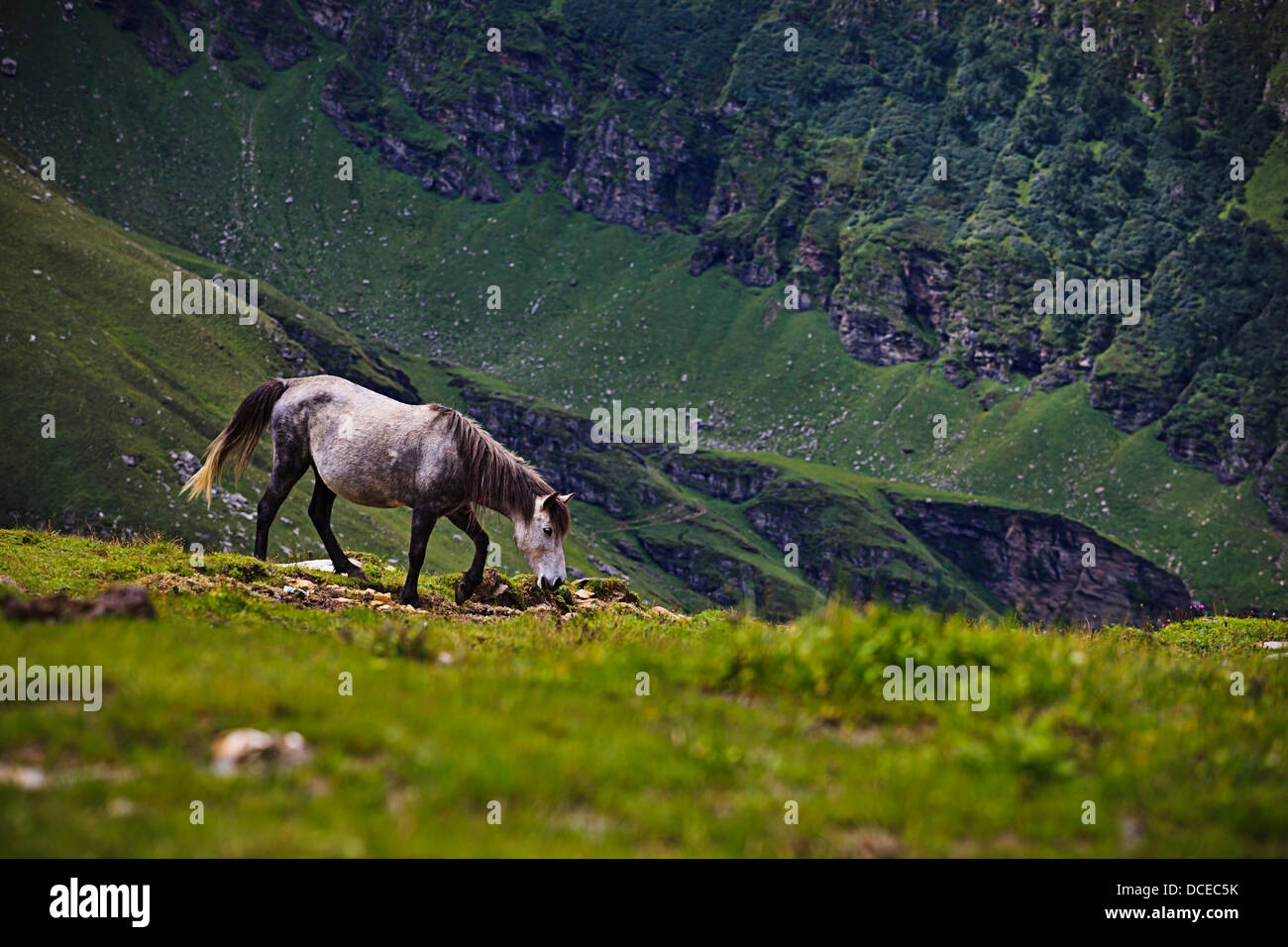 Wild horses at Himalaya mountains landscape. India, Ladakh Stock Photo