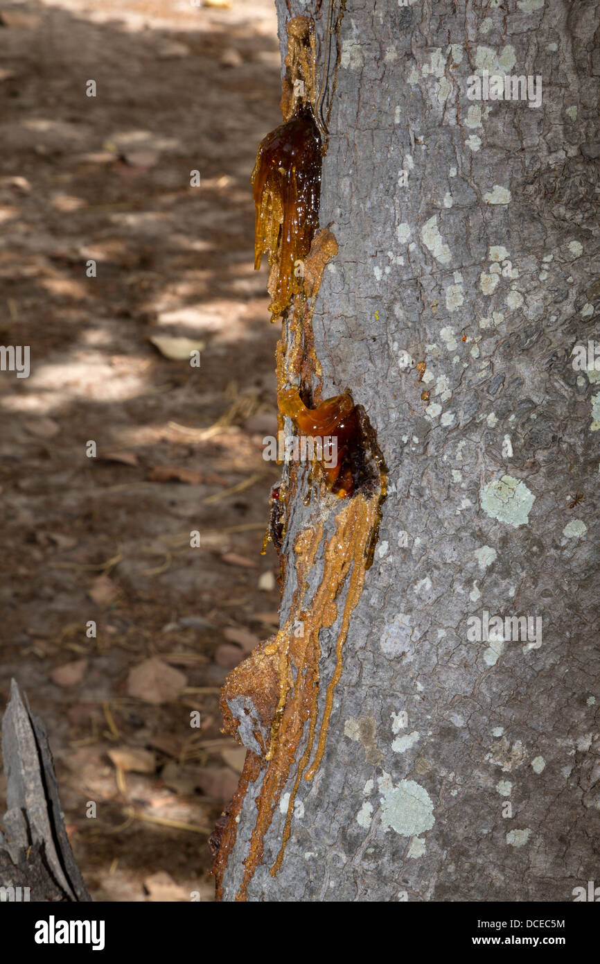 Sap Flowing from the Trunk of this Cashew Nut Tree indicates it is suffering from an illness, perhaps an insect infestation. Stock Photo