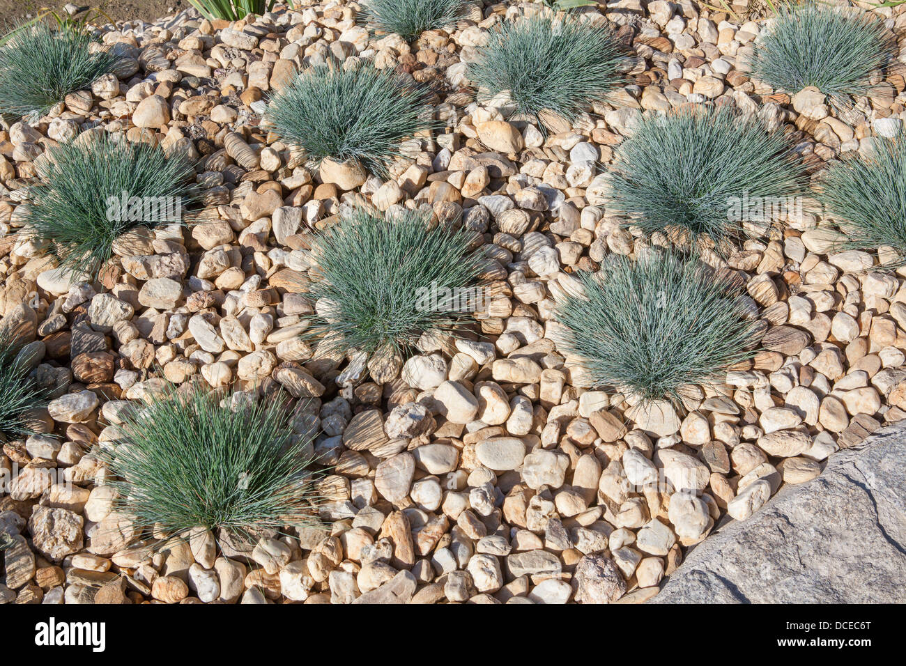 Grass flower bed Stock Photo - Alamy