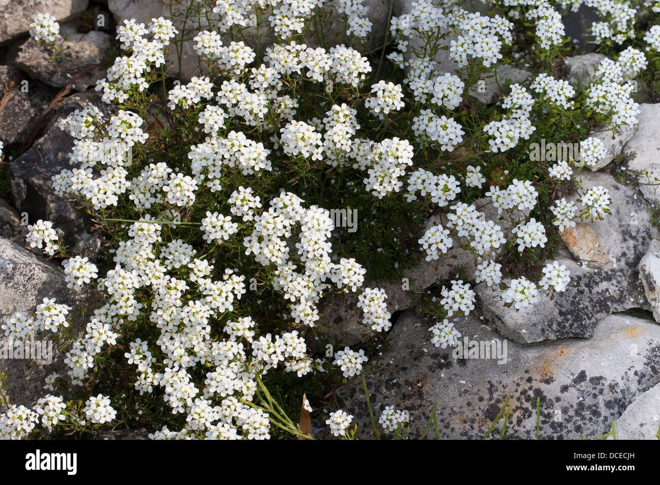 Pritzelago, Chamois Cress, Alpen-Gämskresse, Gämskresse, Alpen-Gemskresse, Gemskresse, Pritzelago alpina, syn. Hutchinsia alpina Stock Photo