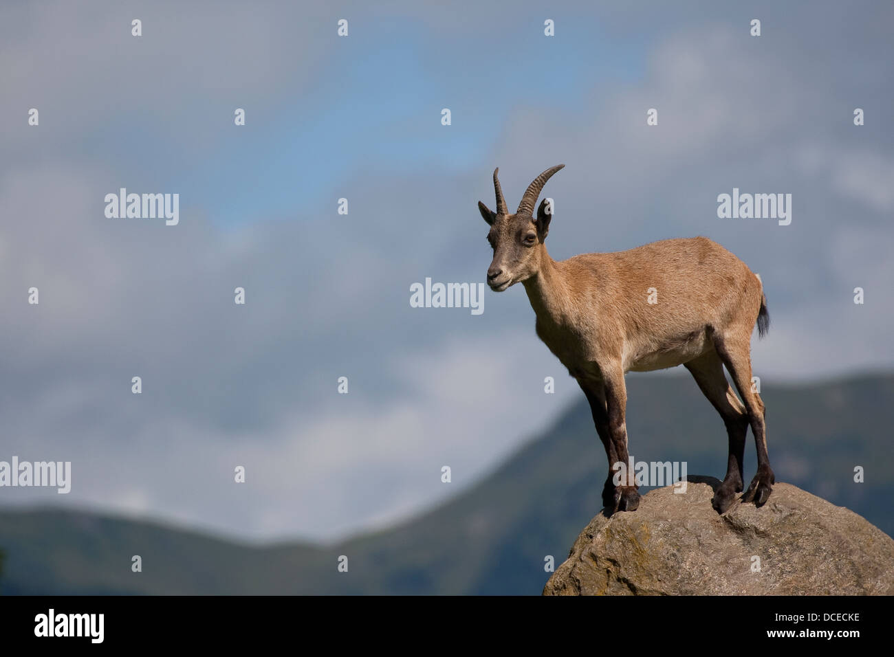 Alpine ibex, Alpen-Steinbock, Alpensteinbock, Steinbock, Capra ibex, Steinböcke Stock Photo
