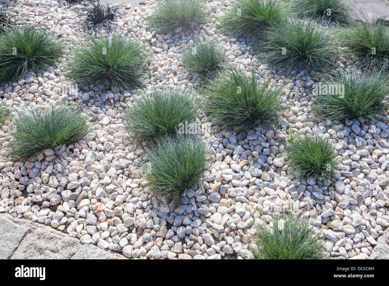 Grass flower bed Stock Photo