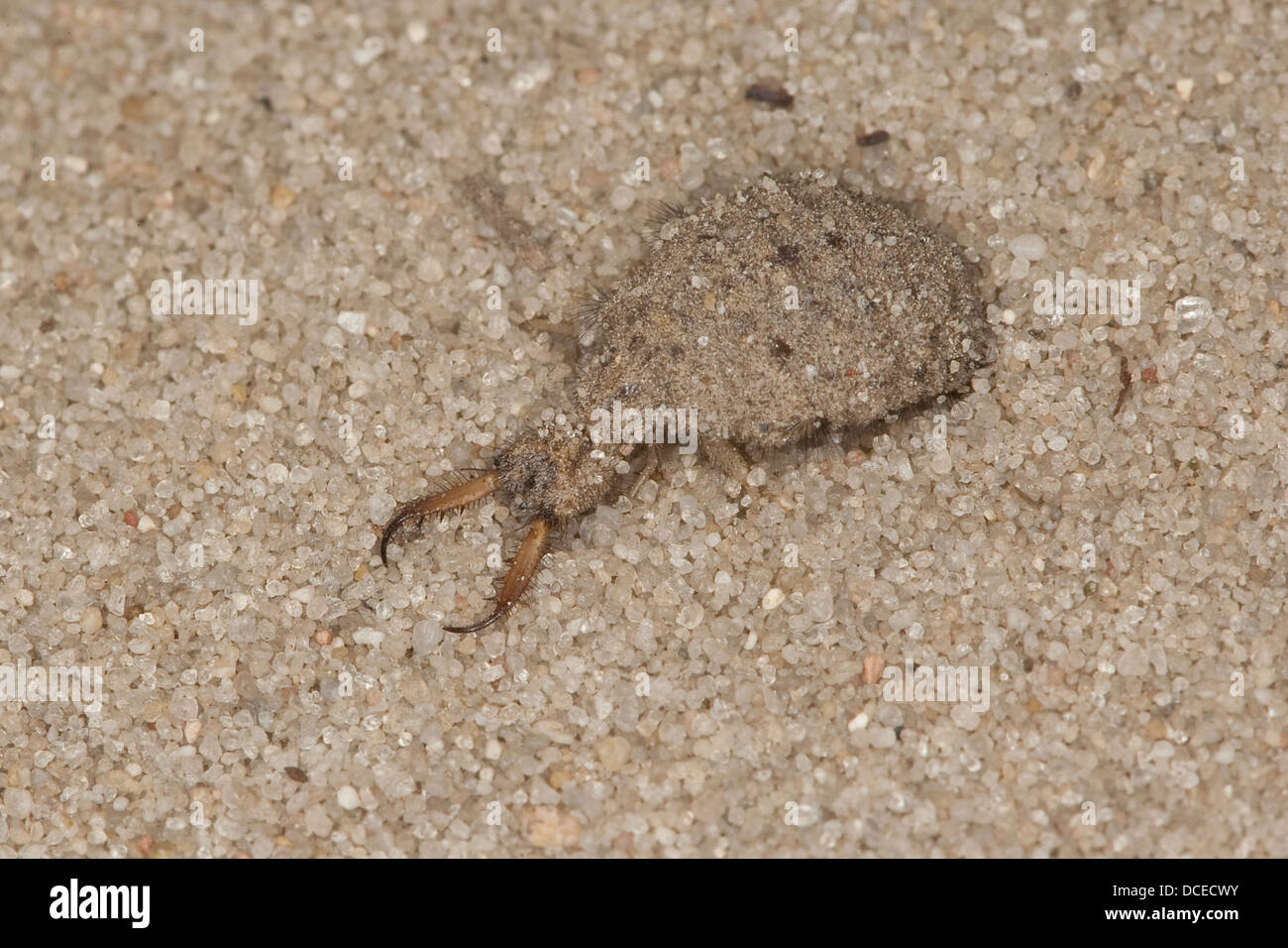 Antlion Larva Hi res Stock Photography And Images Alamy antlion-larva-hi-res-stock-photography-and-images-alamy