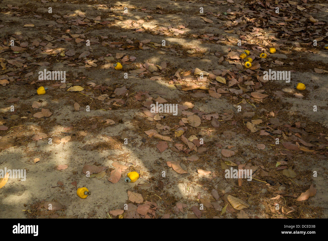 Yellow Cashew Apples and Nuts Lying on the Ground, near Sokone, Senegal. Stock Photo