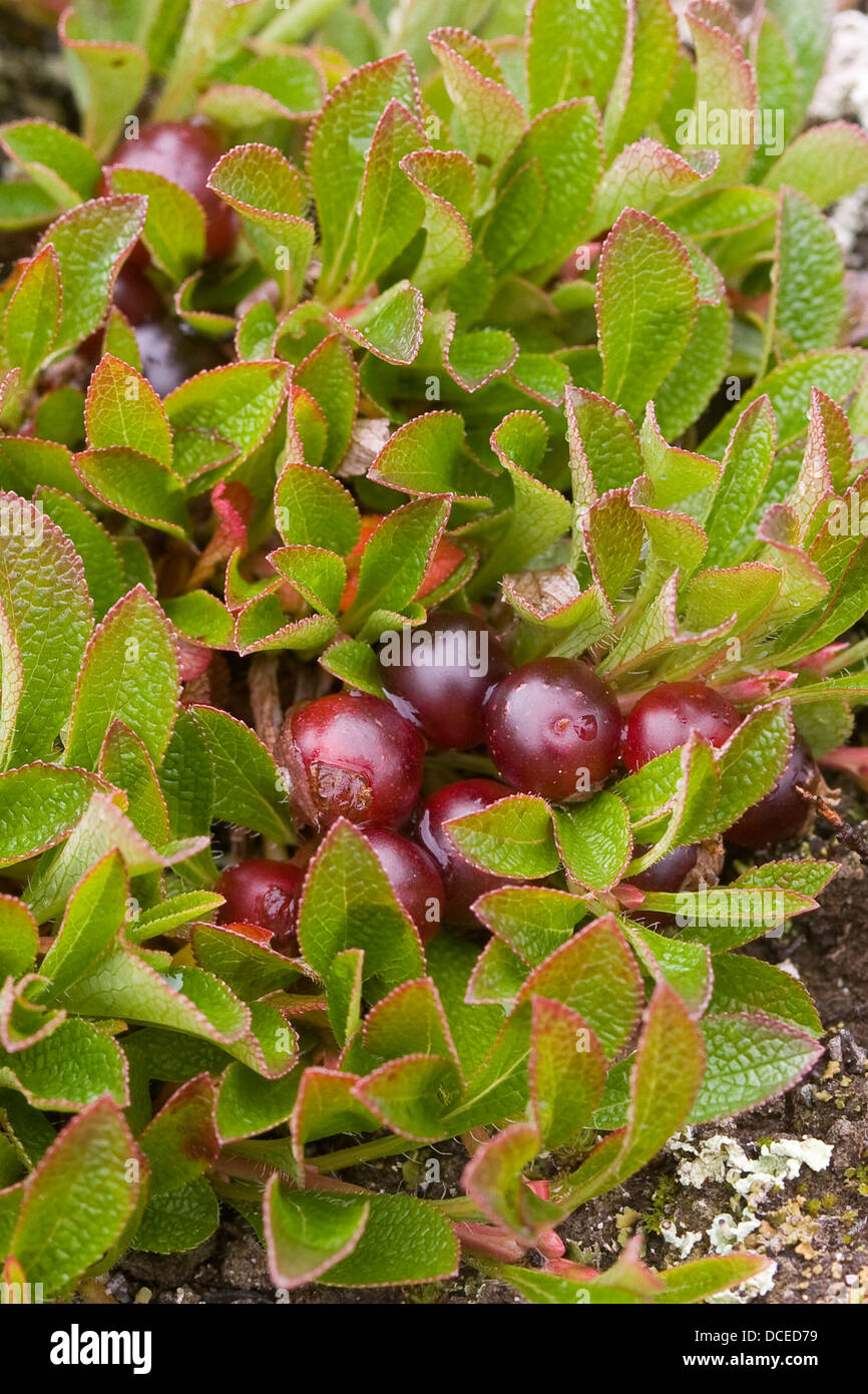 Alpine Bearberry, fruit, Alpen-Bärentraube, Bärentraube, Früchte, Arctostaphylos alpina, Arctous alpina, Busserolle des Alpes Stock Photo