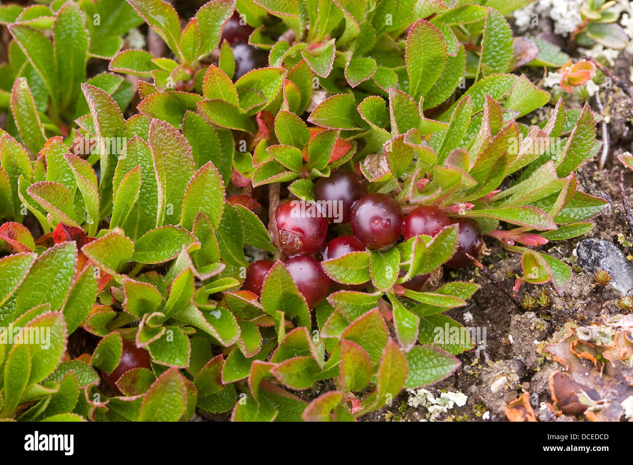 Alpine Bearberry, fruit, Alpen-Bärentraube, Bärentraube, Früchte, Arctostaphylos alpina, Arctous alpina, Busserolle des Alpes Stock Photo