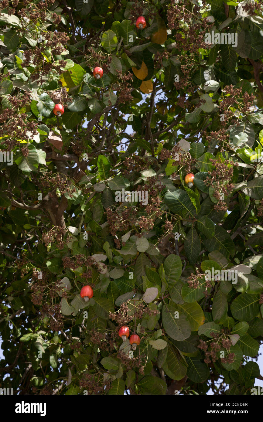 Red Cashew Apples and Nuts in Tree, near Sokone, Senegal Stock Photo