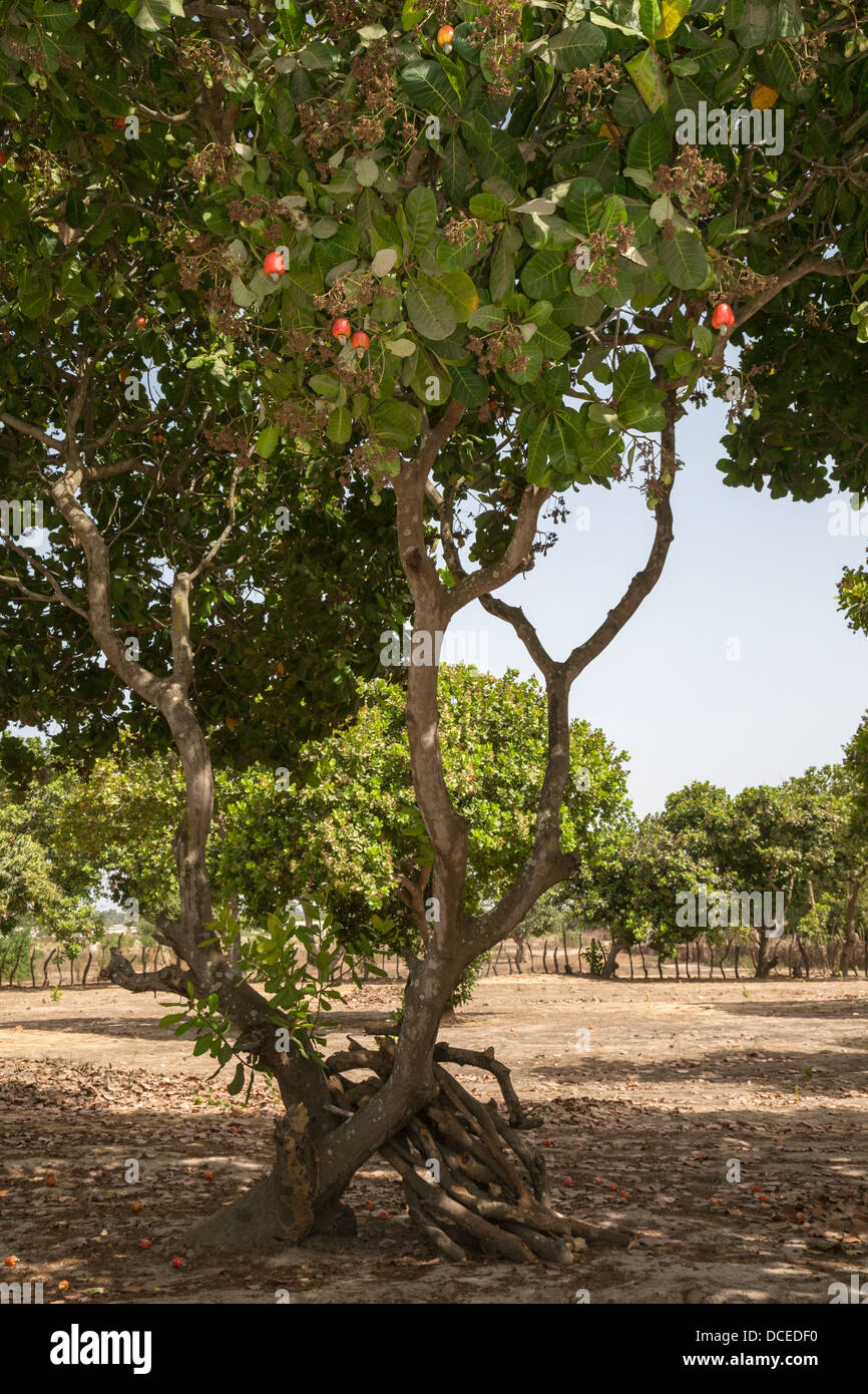 Red Cashew Apples and Nuts in Tree, near Sokone, Senegal. Stock Photo