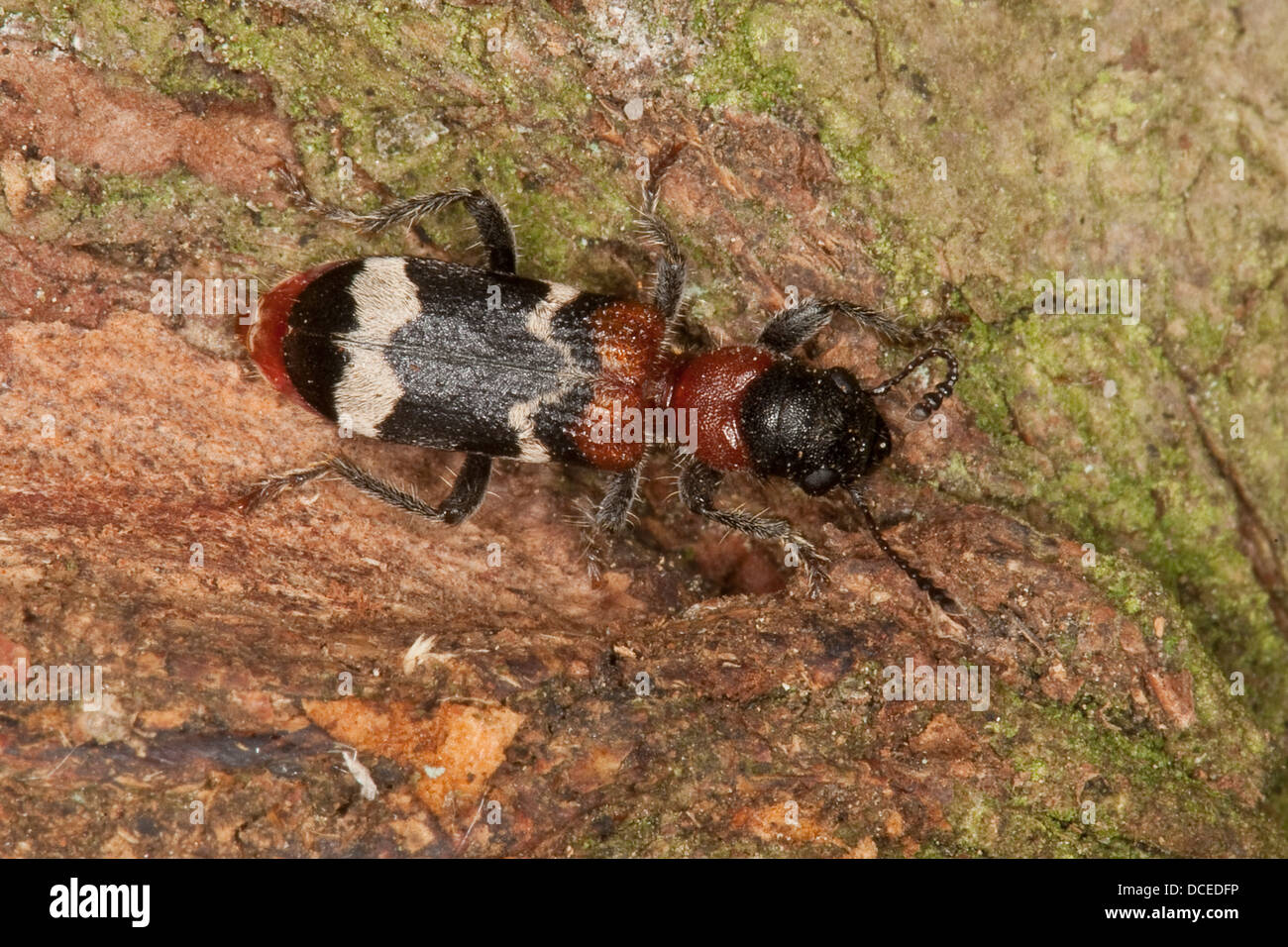 Ant beetle, European Red-bellied Clerid, Ameisenbuntkäfer, Ameisen-Buntkäfer, Buntkäfer, Thanasimus formicarius Stock Photo