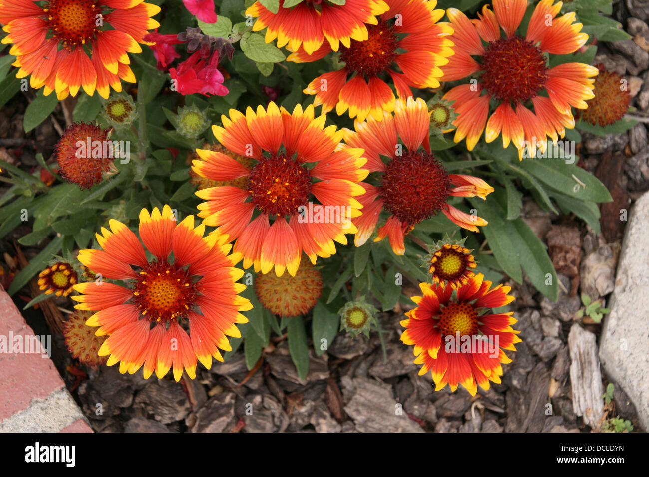 Called blanket flowers because they look like and indian blanket hires