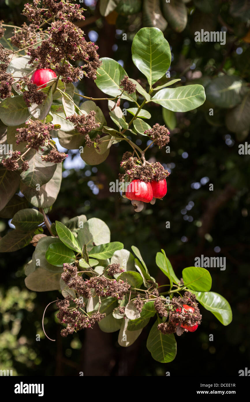 Red Cashew Apples in Tree with Nuts, near Sokone, Senegal Stock Photo
