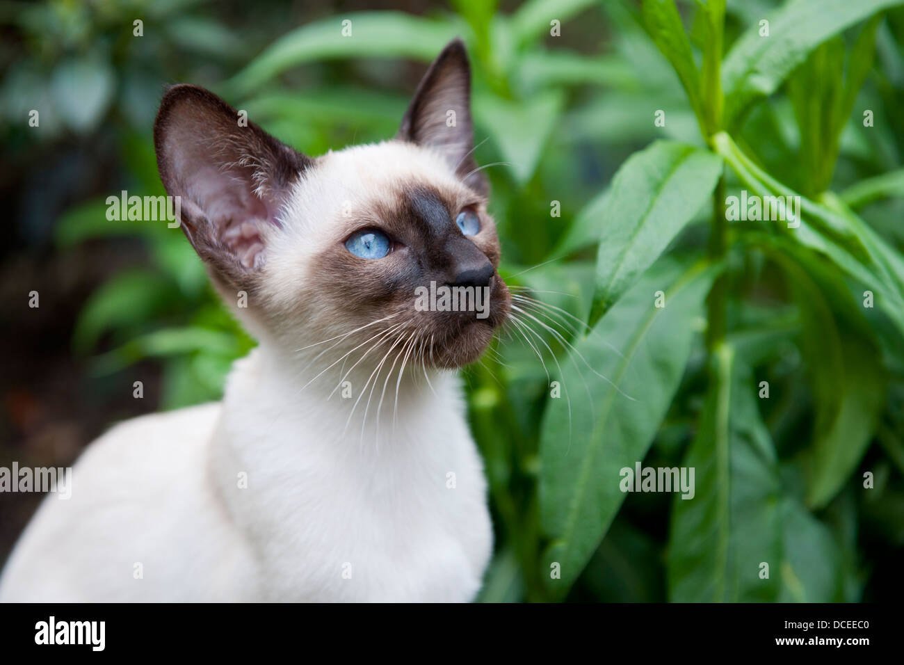 Seal point siamese cat Stock Photo Alamy