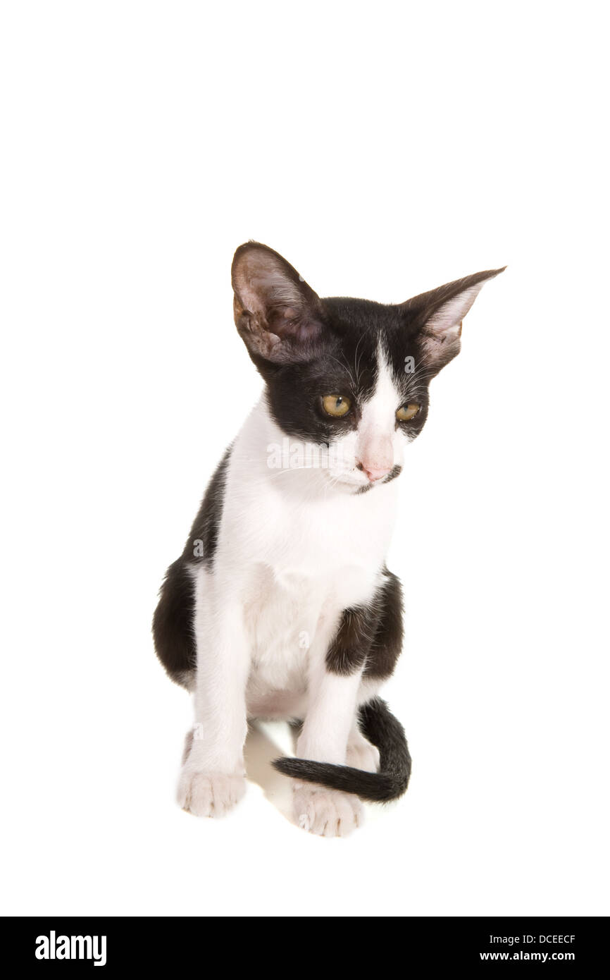 Black and white siamese kitten Stock Photo - Alamy