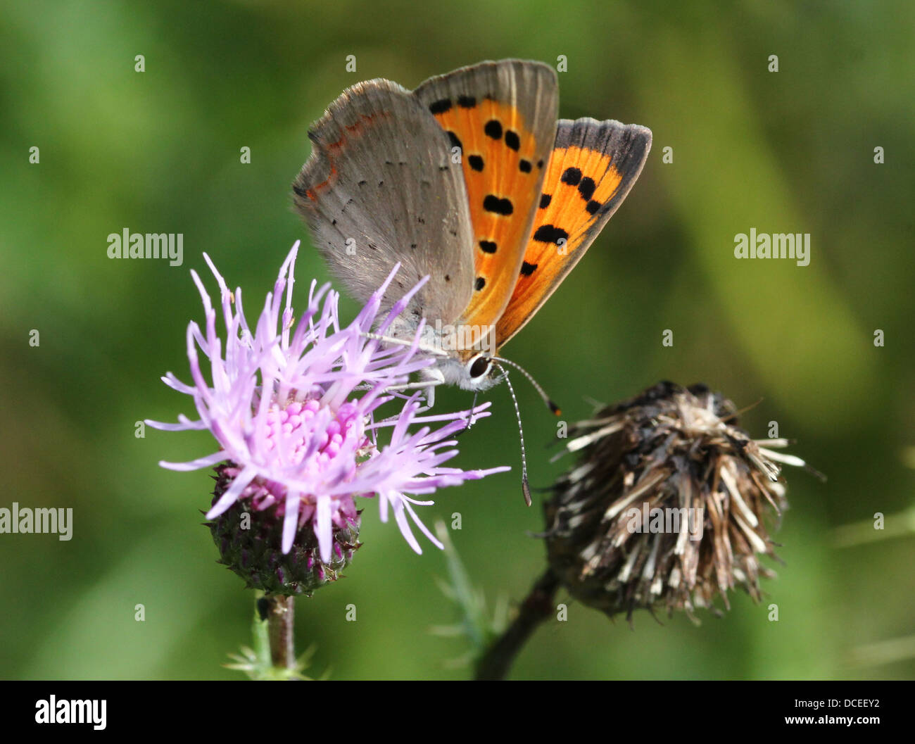 Small or Common Copper (Lycaena phlaeas) posing and foraging on a  variety of different flowers (80 images in series) Stock Photo