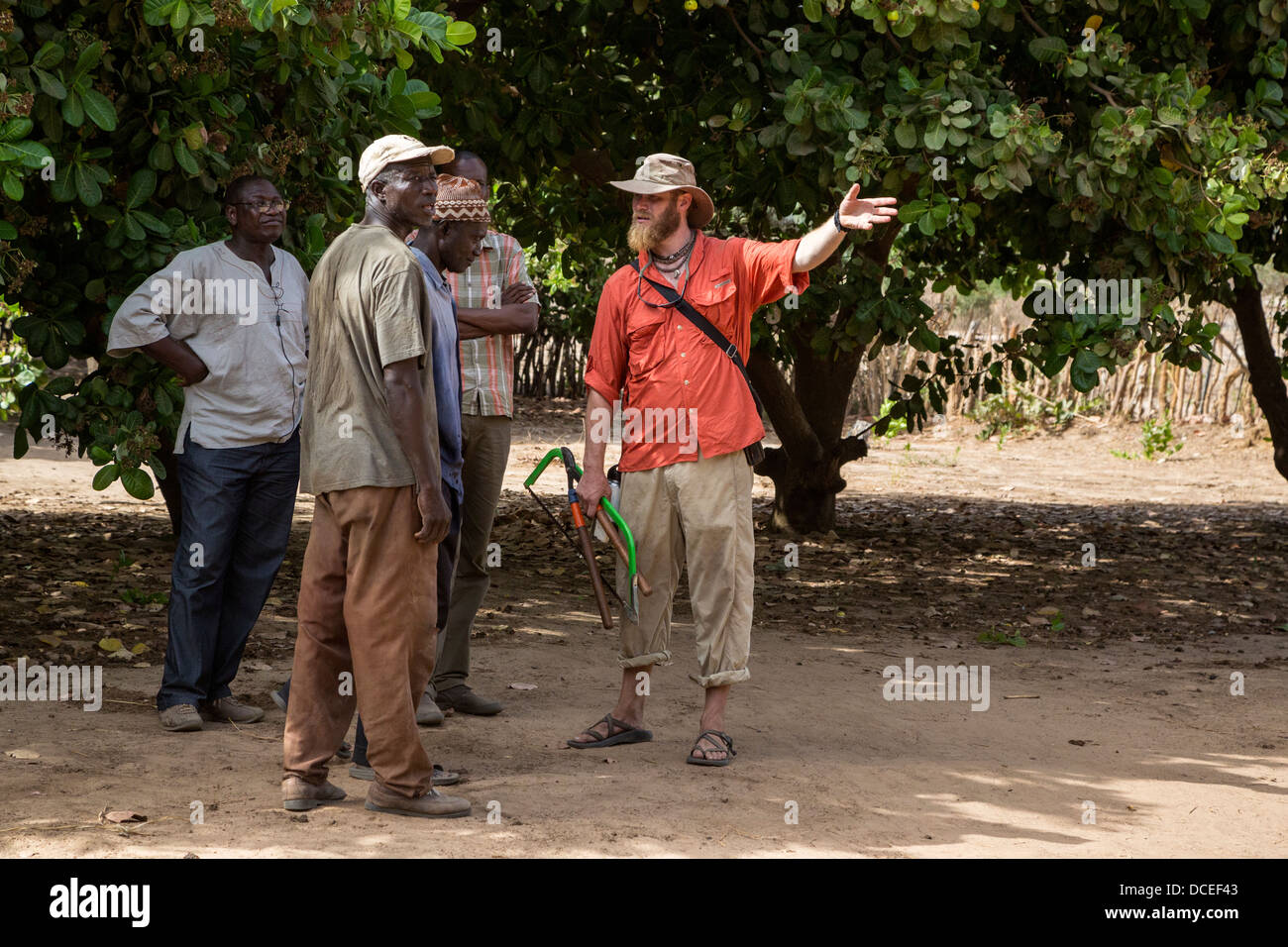 Peace Corps Volunteer Talking with Cashew Nut Farmers, near Sokone, Senegal Stock Photo