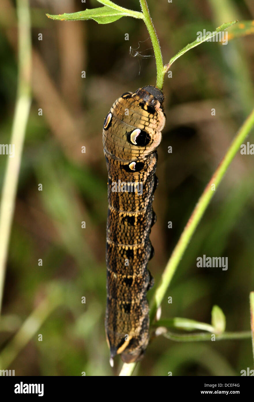 Detailed series of close-ups of the caterpillar of the Elephant Hawk-moth (Deilephila elpenor), feeding & posing Stock Photo