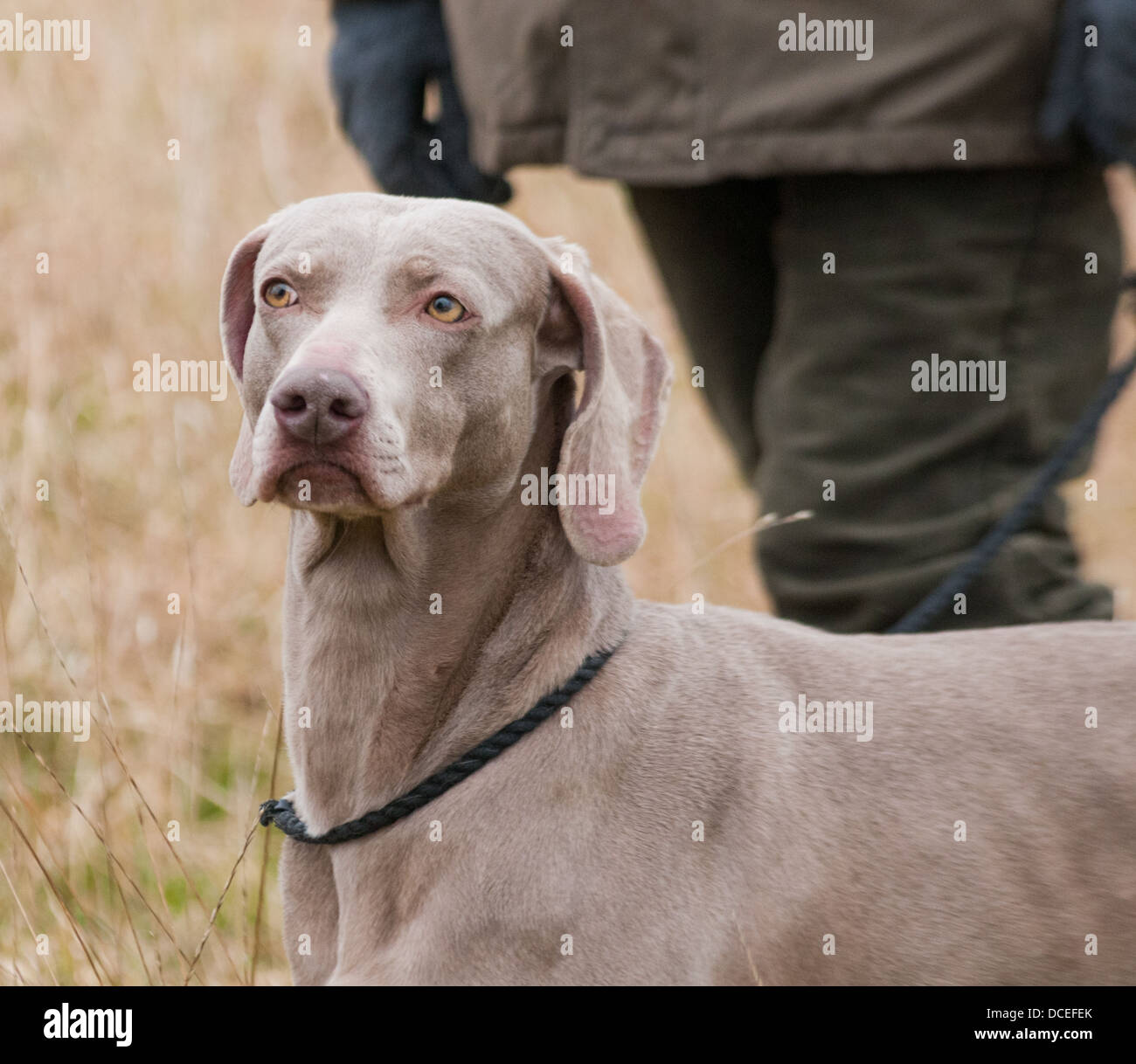 A Weimaraner a Hunter Pointer Retriever (HPR) working gun dog at a HPR, dog training day Stock Photo