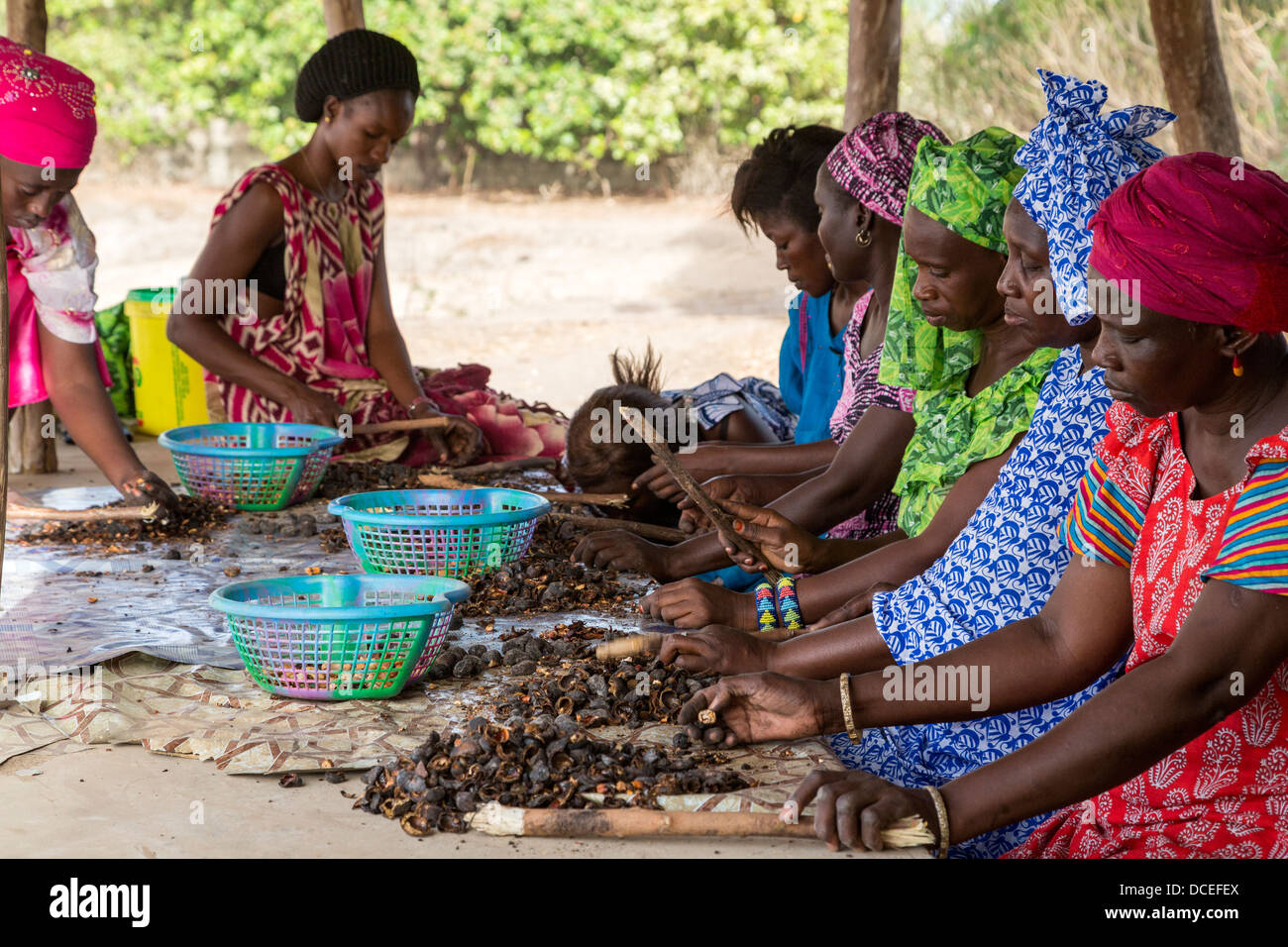 Women's Cooperative Processing Cashew Nuts, Fatick, Senegal. Stock Photo