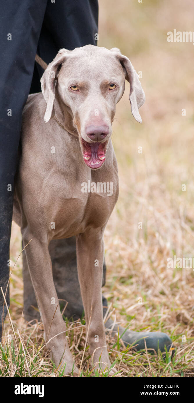 A Weimaraner a Hunter Pointer Retriever (HPR) working gun dog at a HPR, dog training day, but bored and yawning Stock Photo