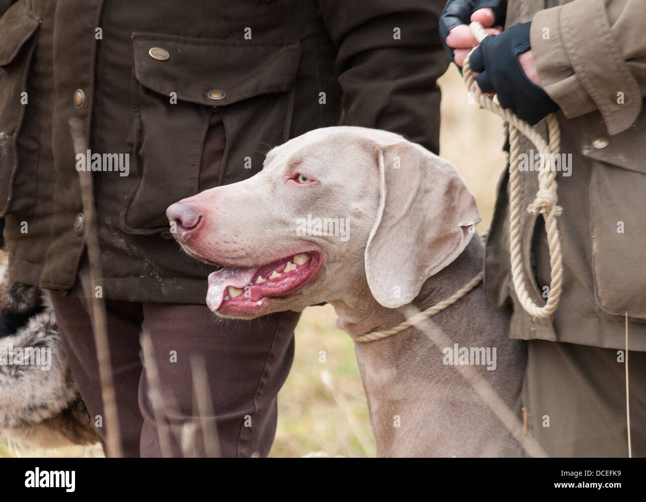 A Weimaraner a Hunter Pointer Retriever (HPR) working gun dog at a HPR dog training day Stock Photo