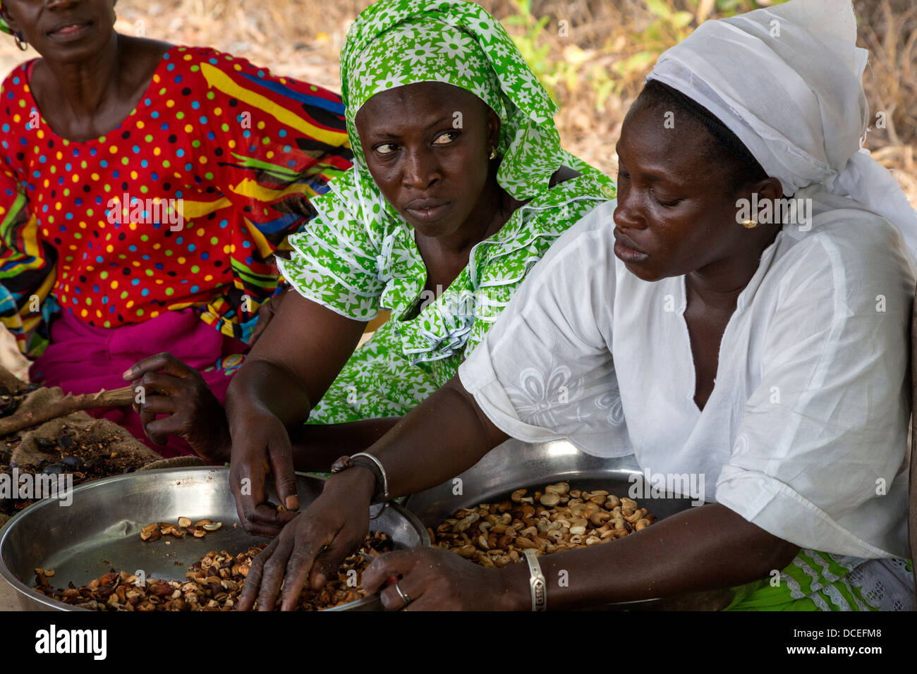 Women's Cooperative Processing Cashew Nuts, Fatick, Senegal. Stock Photo