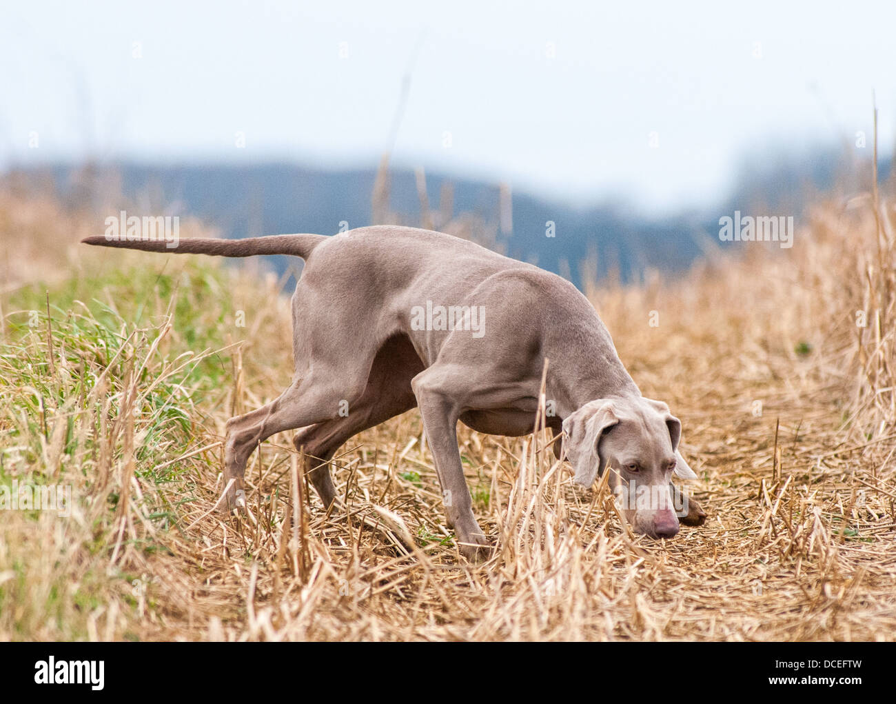 A Weimaraner a Hunter Pointer Retriever (HPR) working gun dog at a HPR dog training day Stock Photo