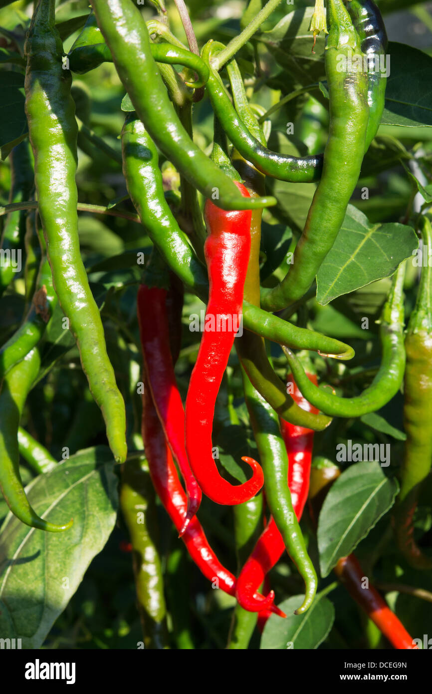 Medium - hot Turkish 'Aci Sivri' Cayenne chilli peppers (Capsicum annuum) growing outside in a UK garden. Stock Photo