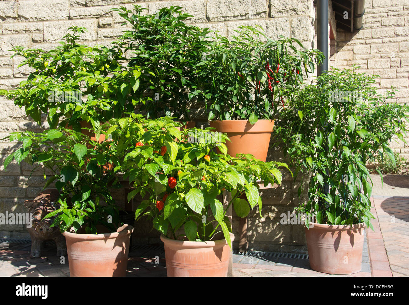 A variety of potted chili plants growing in a sunny spot in a British