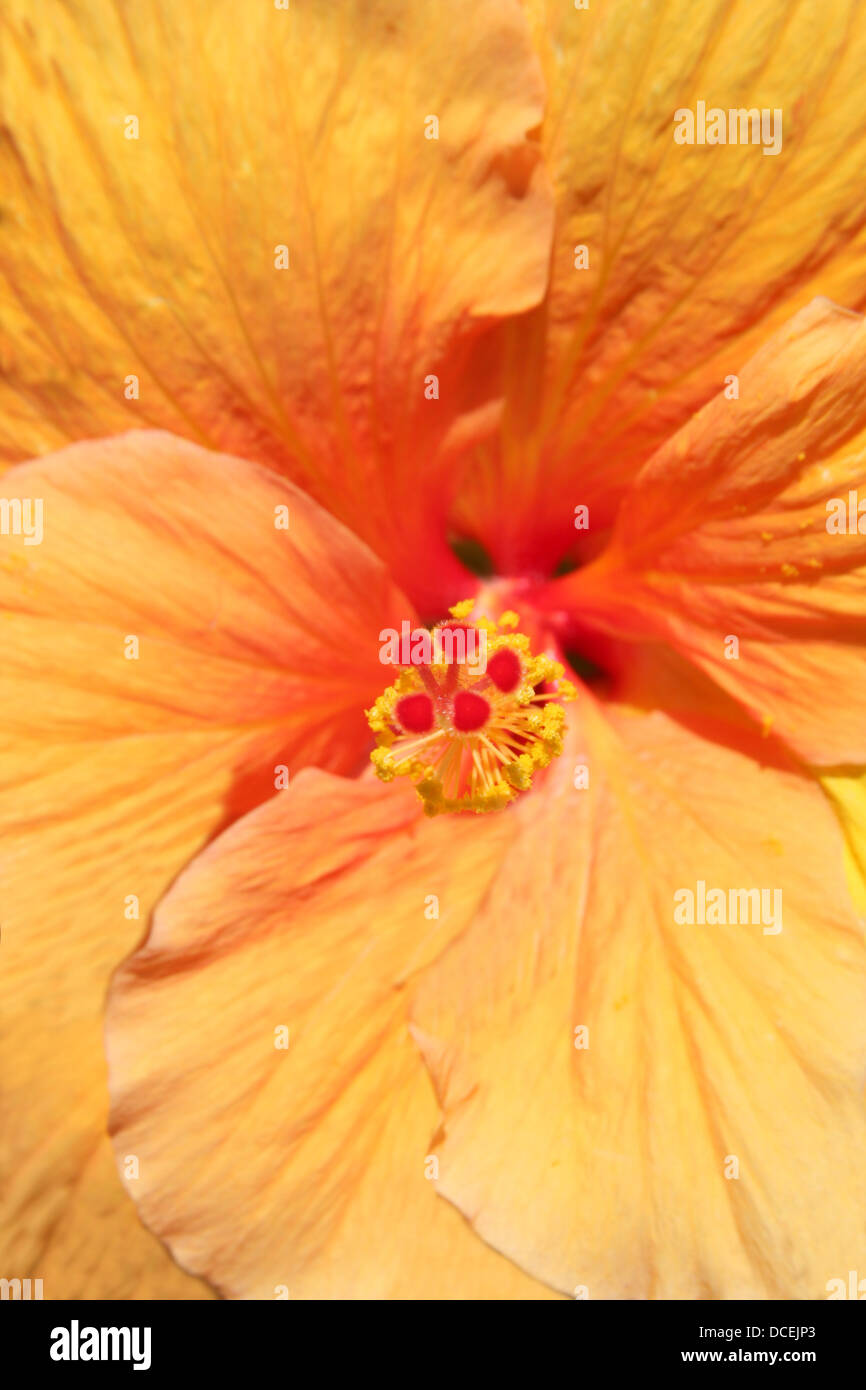 Peach Hibiscus Flower High Resolution Stock Photography and Images - Alamy