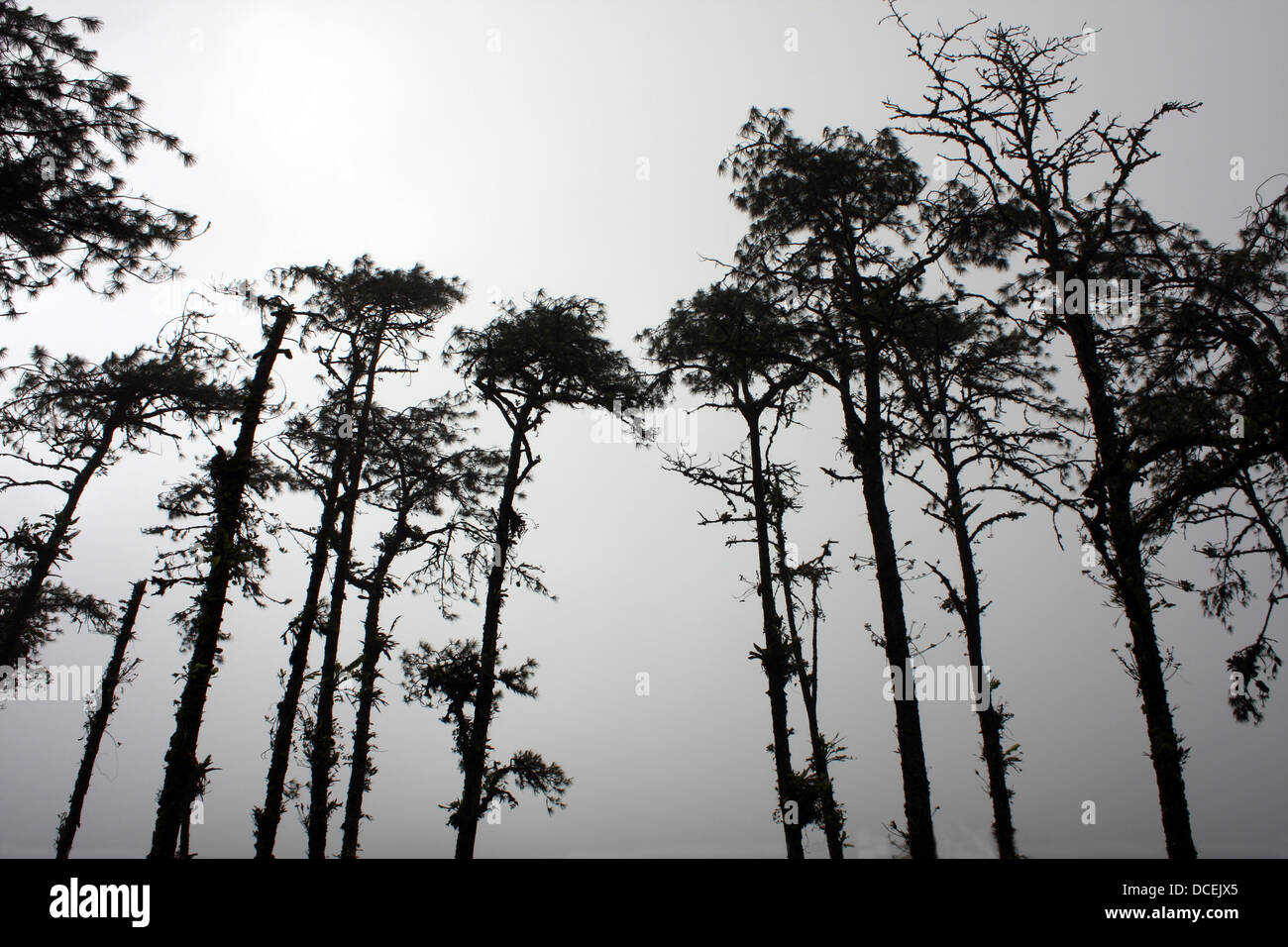 Trees in the Fog Stock Photo - Alamy