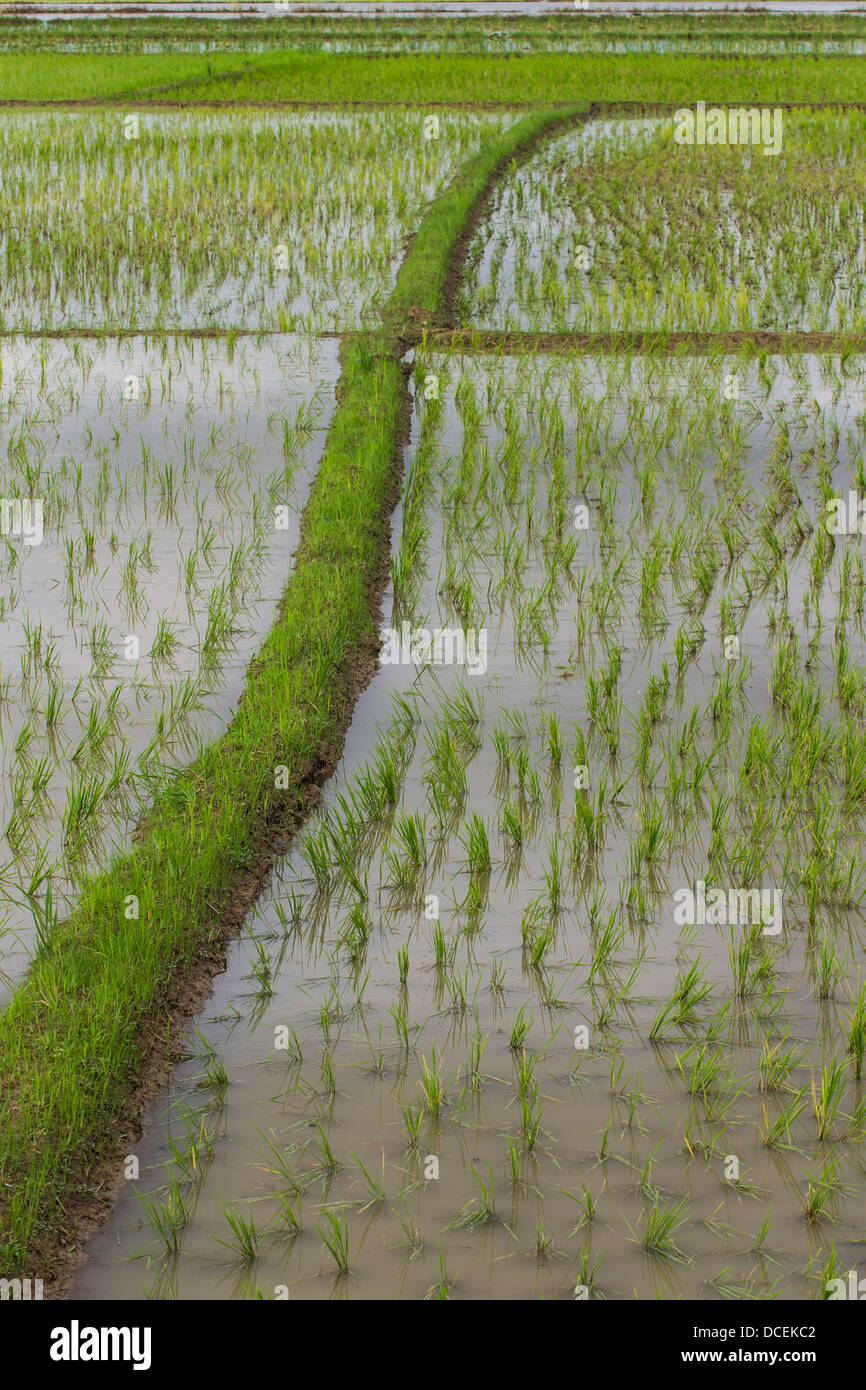 Ridge And Rice field in Chiangmai , Northen Thailand Stock Photo - Alamy
