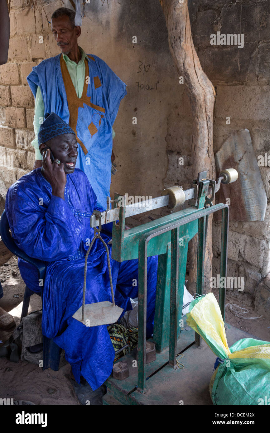 Cashew Nut Buyer Takes a Phone Call While Weighing Nuts, Fass Njaga Choi, The Gambia. Stock Photo