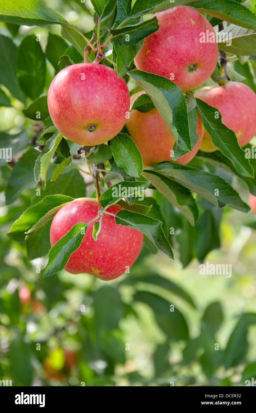 New York, LaFayette. Typical apple orchard in upstate New York at