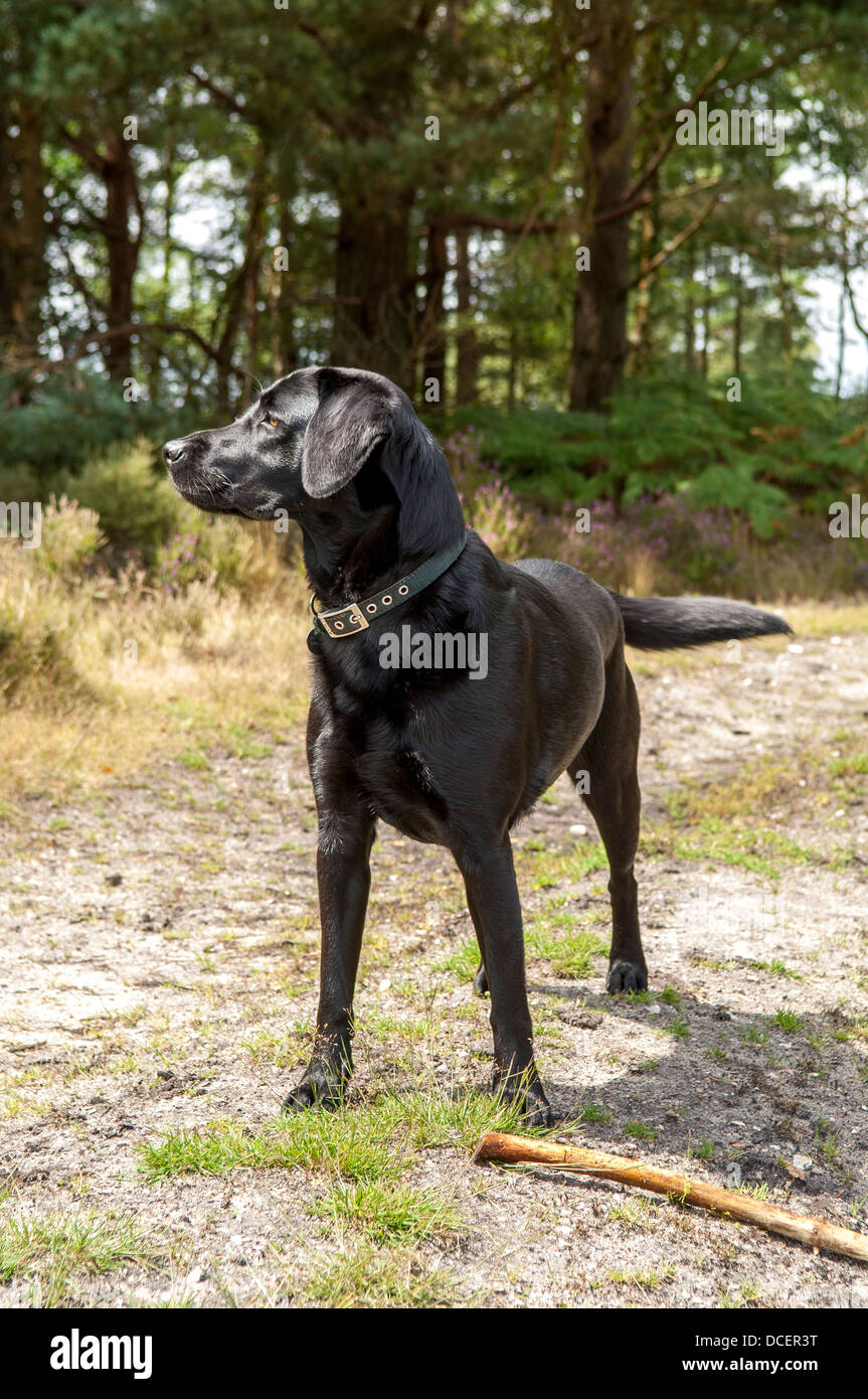 Country walk dog hi-res stock photography and images - Alamy