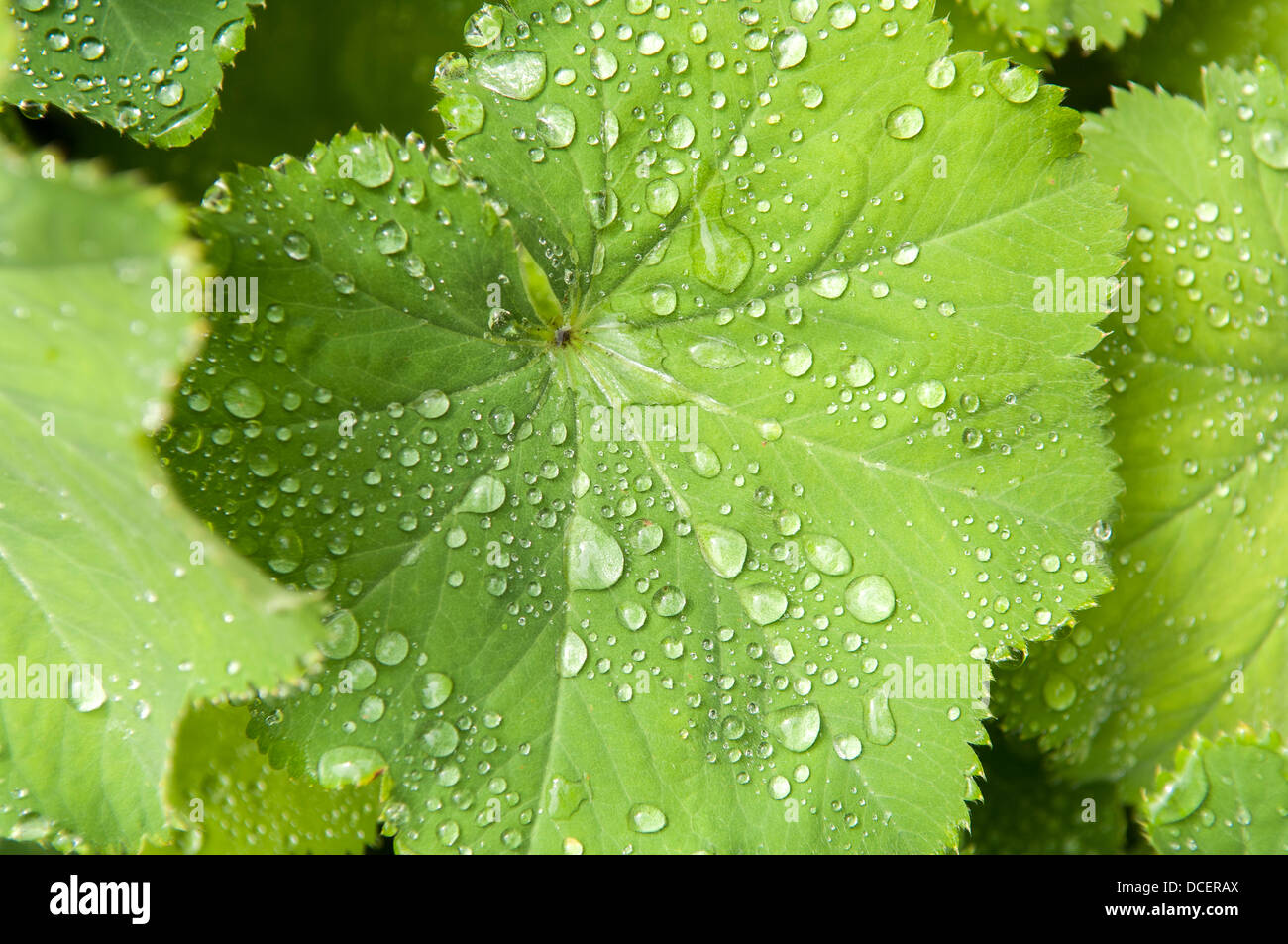 Rain Droplets on Leaves Stock Photo