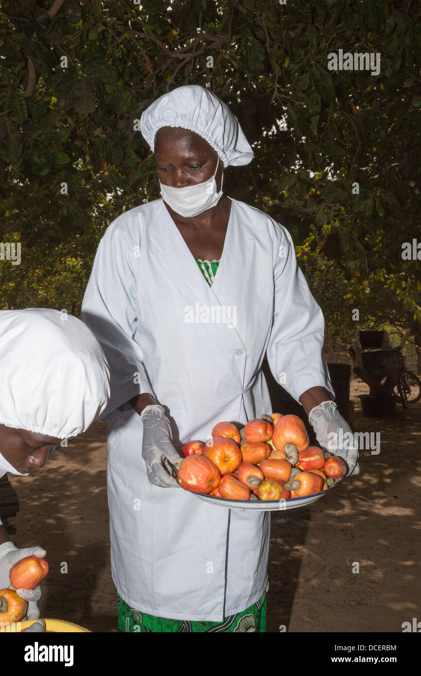 Cashew Farm Worker with a Bowl of Cashew Apples, The Gambia Stock Photo