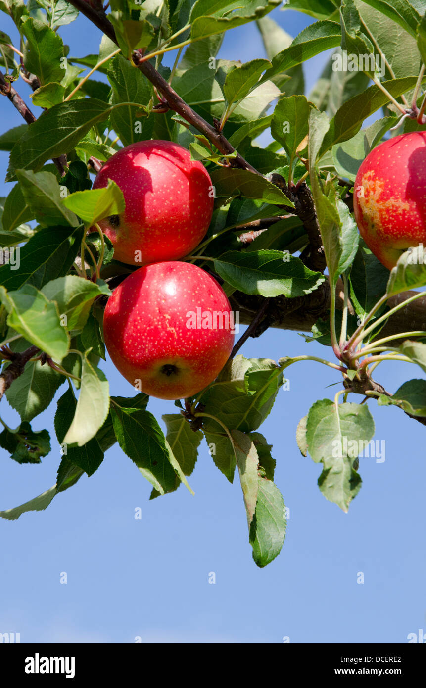 New York, LaFayette. Typical apple orchard in upstate New York at