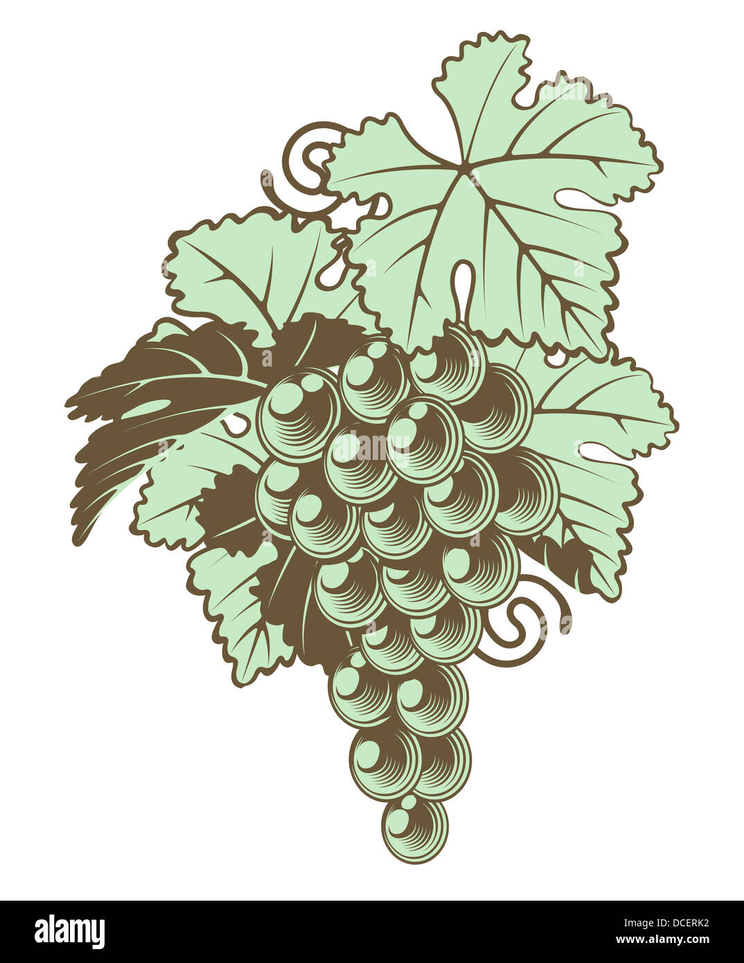 An illustration of a bunch of grapes on a vine in a retro vintage woodblock style Stock Photo