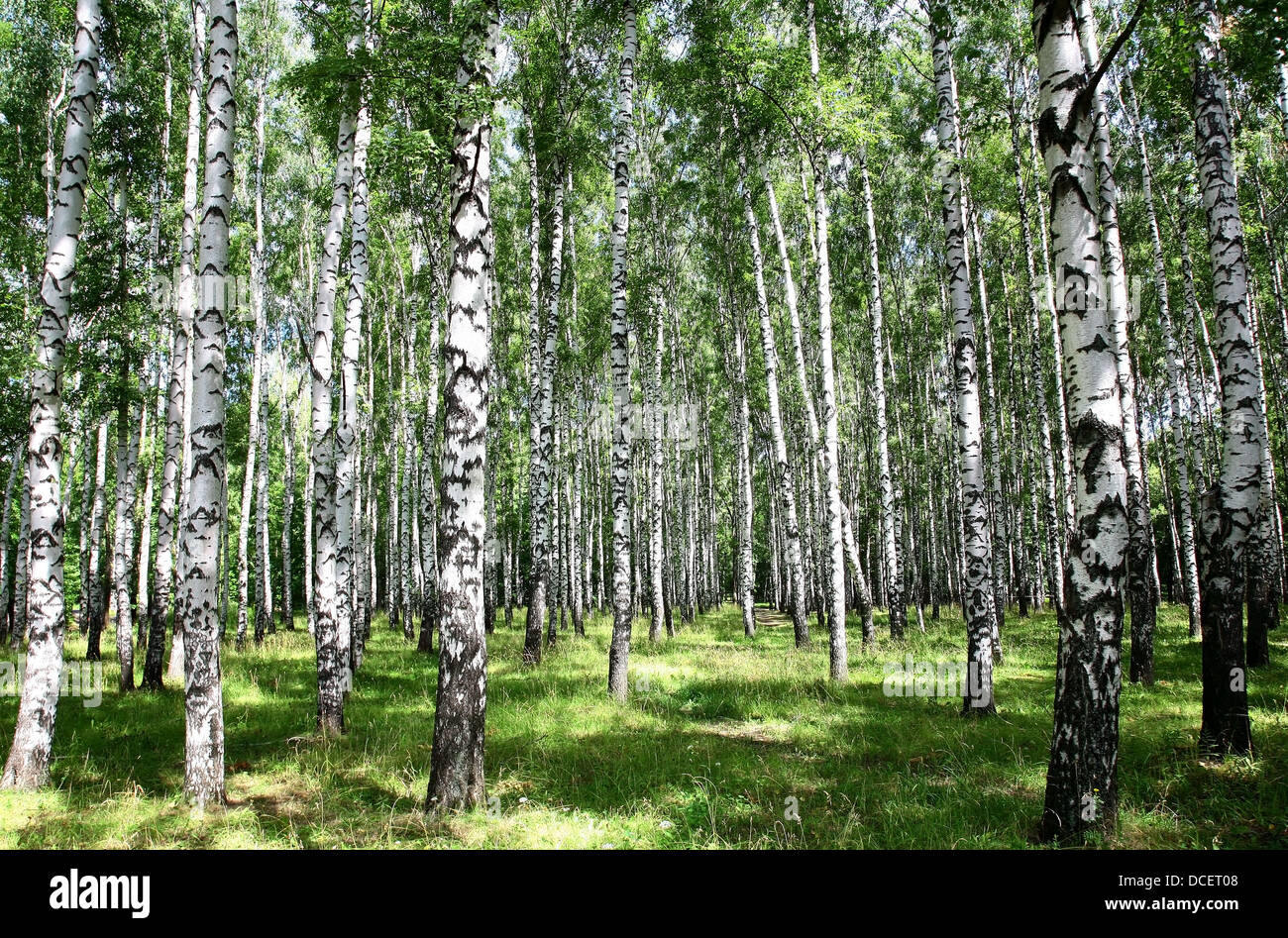 Sunny birch grove in summer July Stock Photo - Alamy