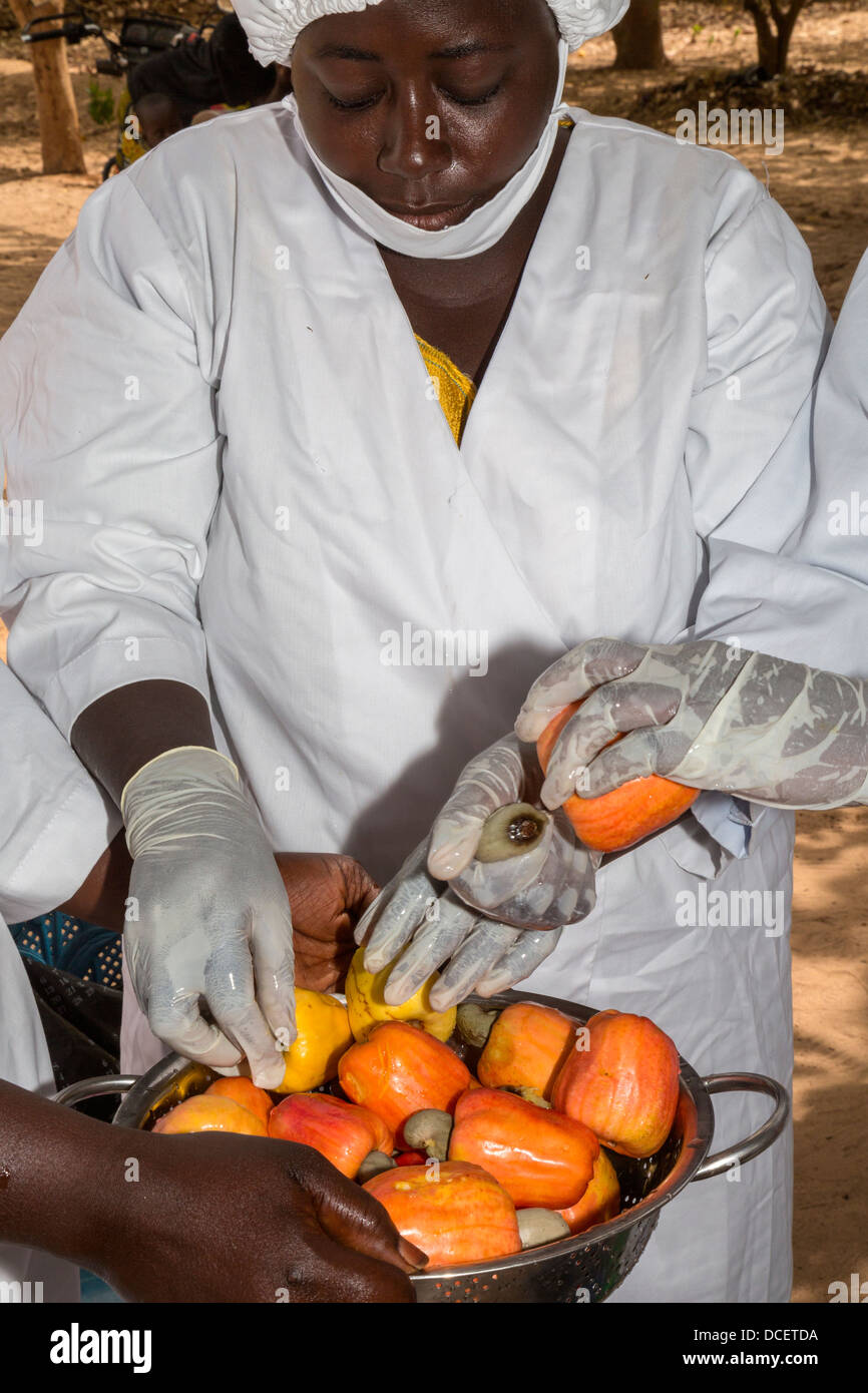 Farm Worker Removing Cashew Nut from Cashew Apple before Slicing the Fruit. The Gambia Stock Photo