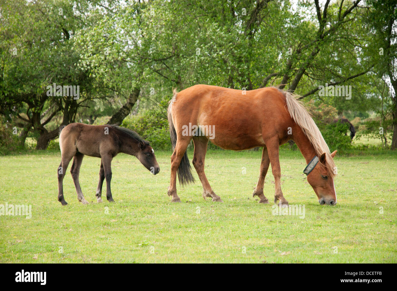 Two horses, a mother and foal, grazing in The New Forest, England. Stock Photo