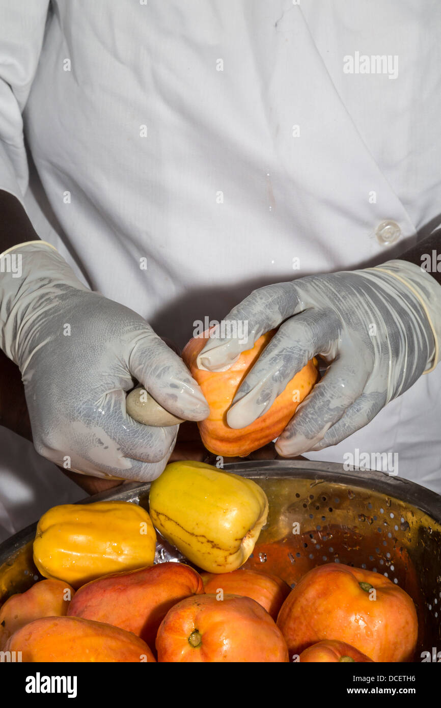 Farm Worker Removing Cashew Nut from Cashew Apple before Slicing the Fruit. The Gambia Stock Photo