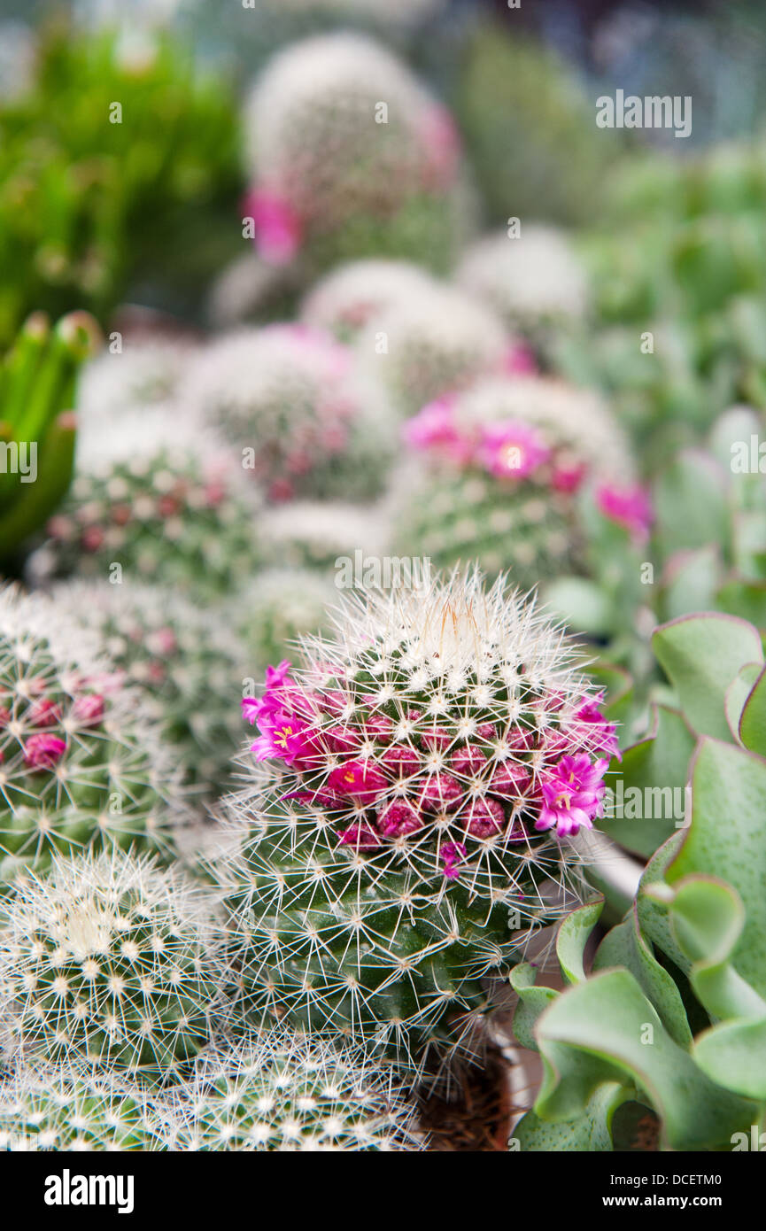 Cactus and succulent plants Stock Photo
