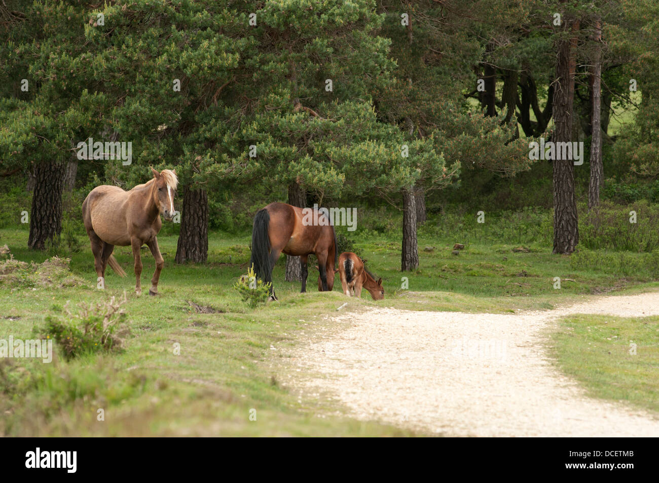 Ponies grazing among some trees in The New Forest, England. Stock Photo