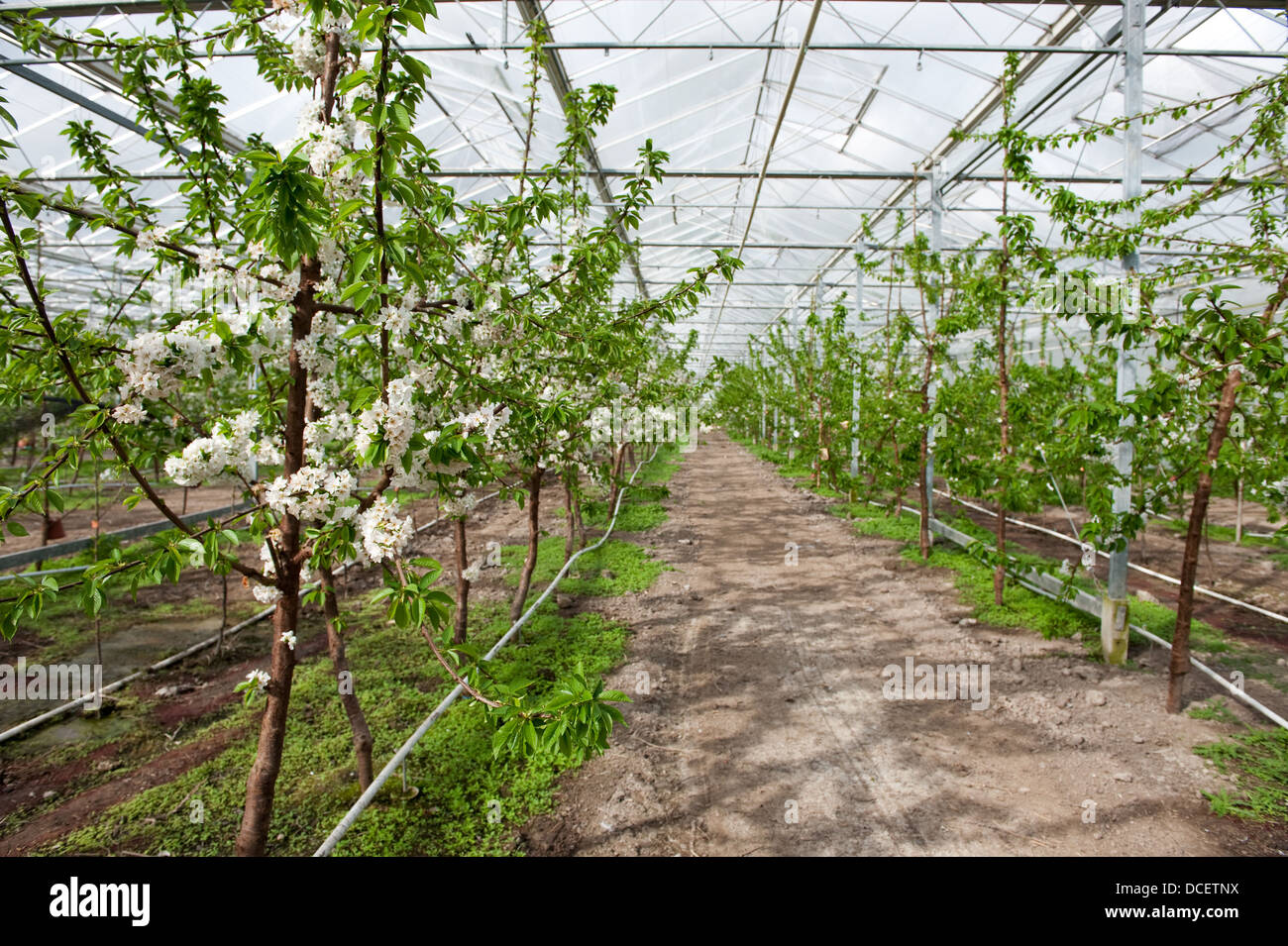 Cherry blossom trees Stock Photo Alamy