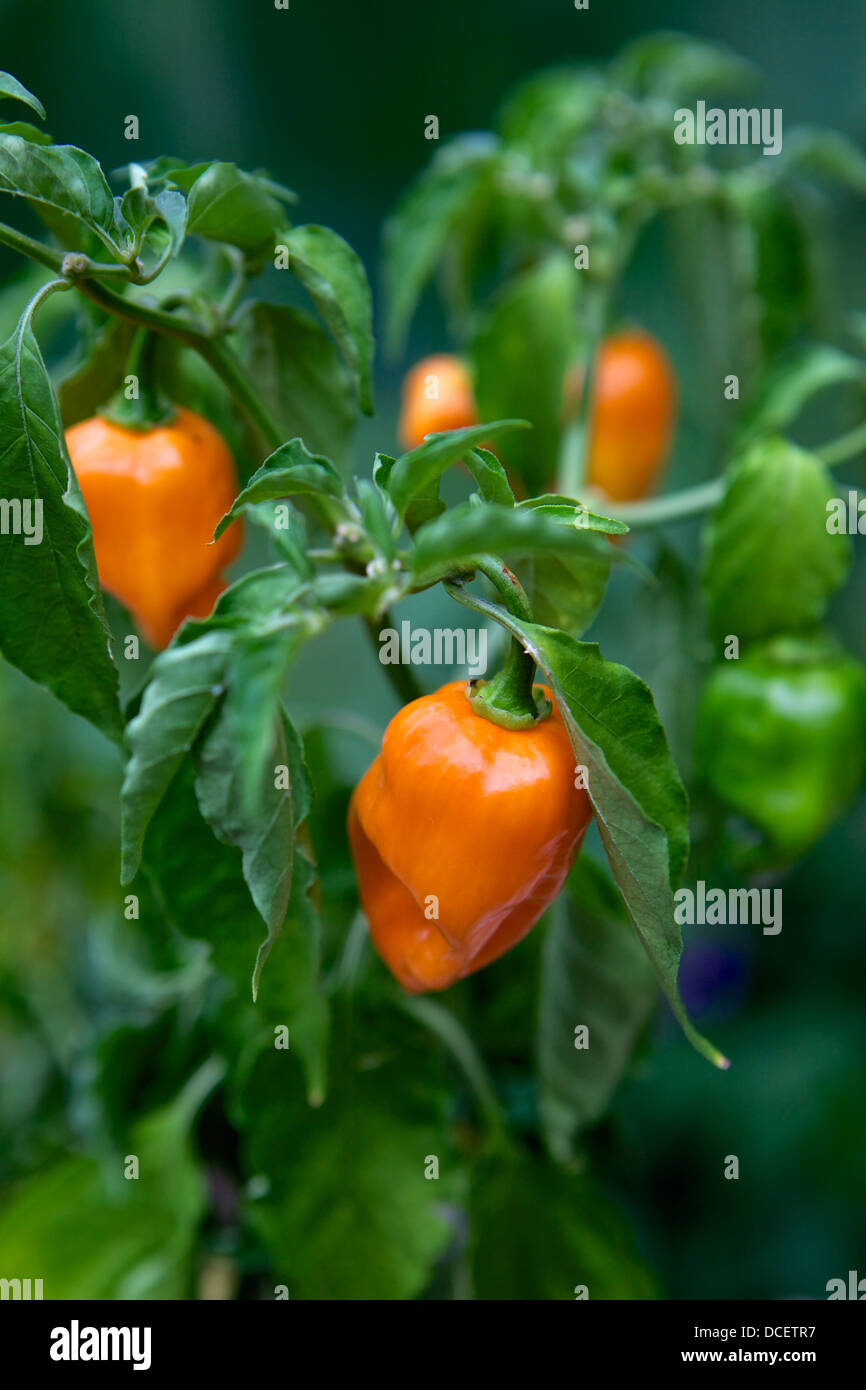 Ripe habanero peppers growing on a plant Stock Photo Alamy