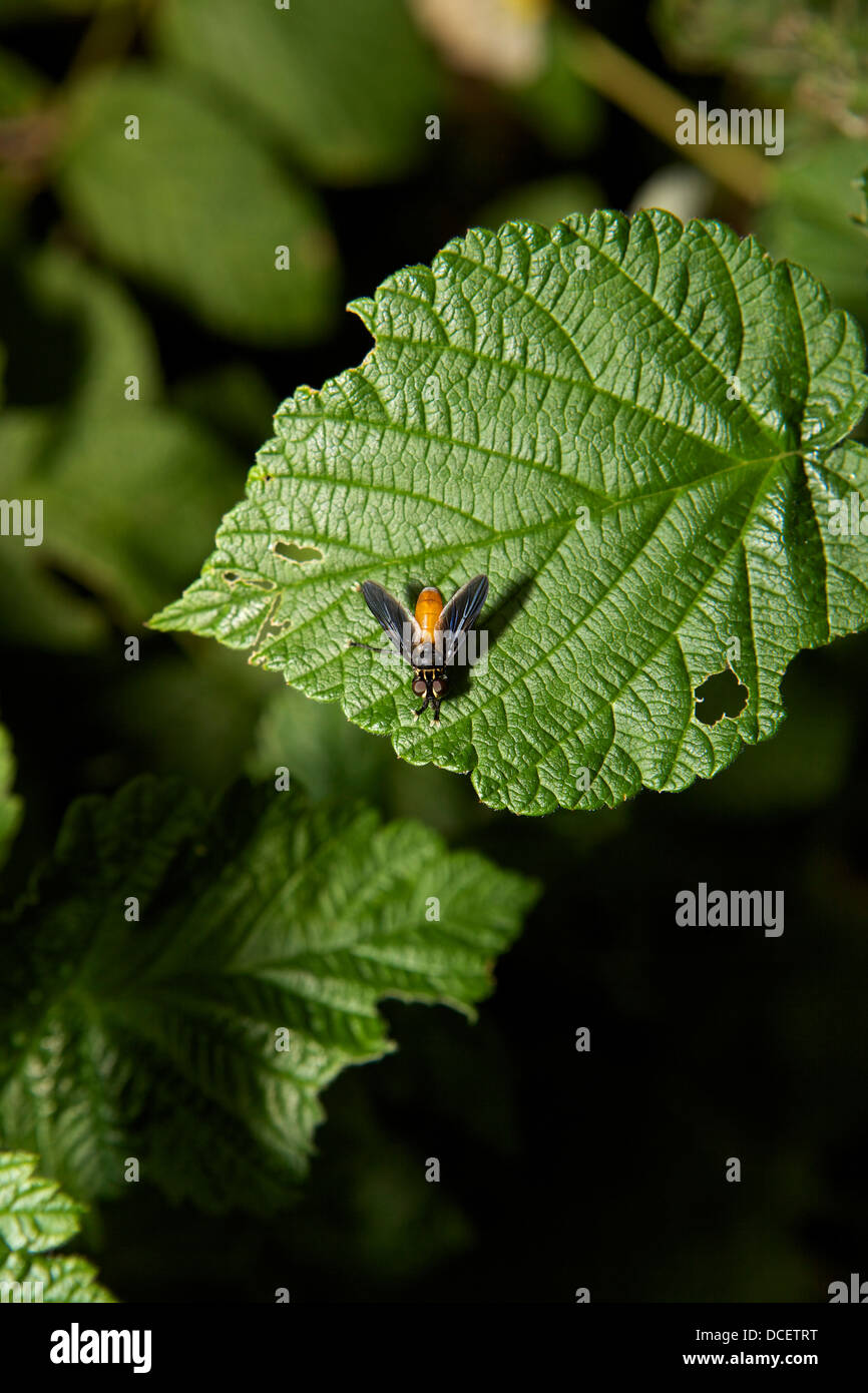Feather footed fly on a leaf Stock Photo