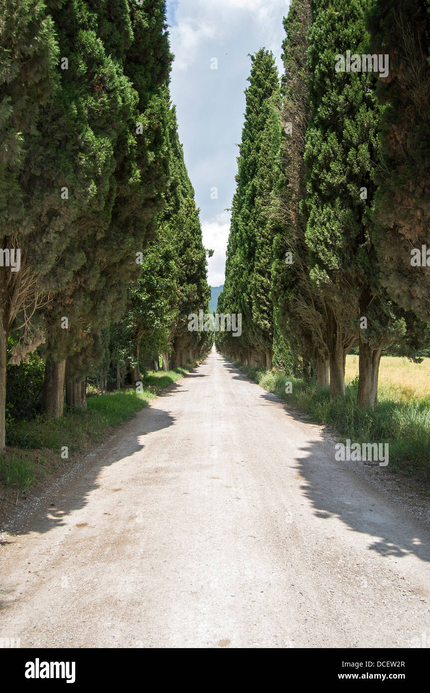 Trees at Road Sides Stock Photo