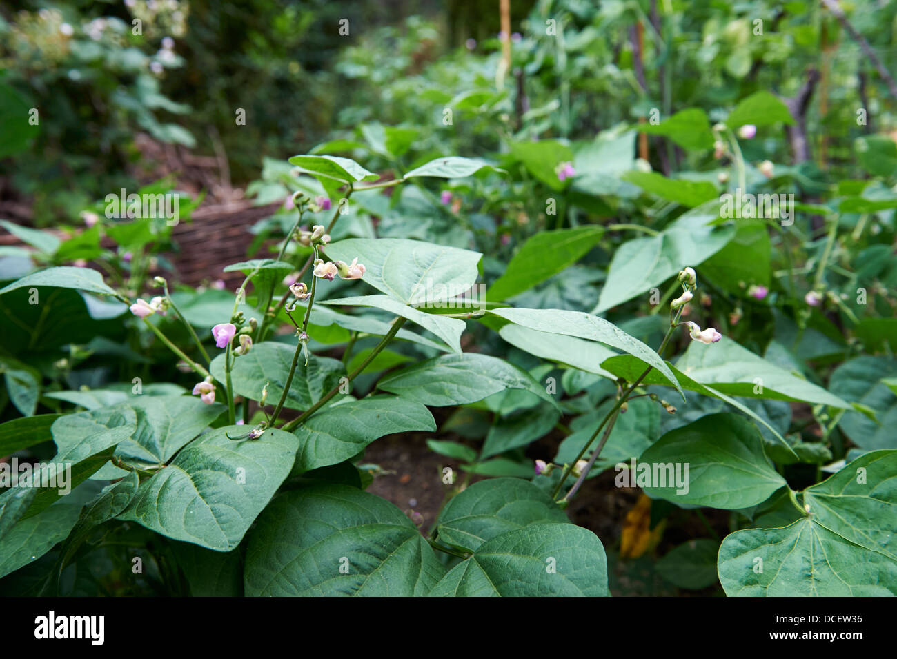 Dwarf Bean Plants 'Fandango' in Vegetable Patch, England, UK. Stock Photo
